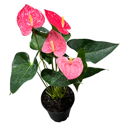 Anthurium Pink